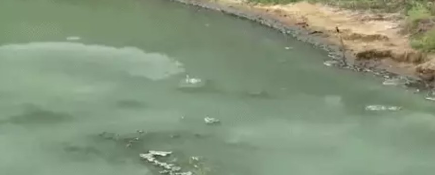 墨西哥一个湖中会不断产生波浪，是几十万条鱼共同合作阻止鸟袭击