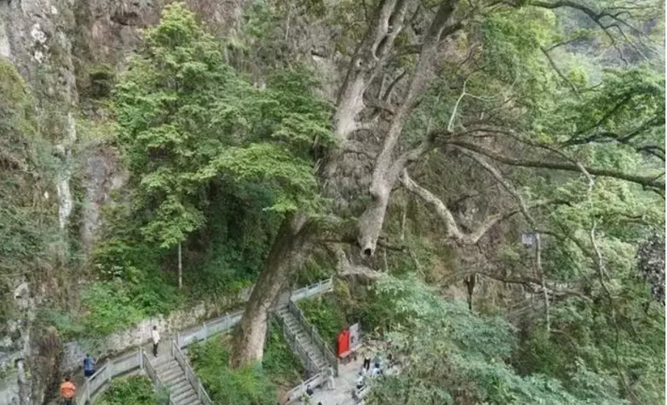 金丝楠木到底是啥，为何如此值钱？长在悬崖上楠木王都被多次偷盗