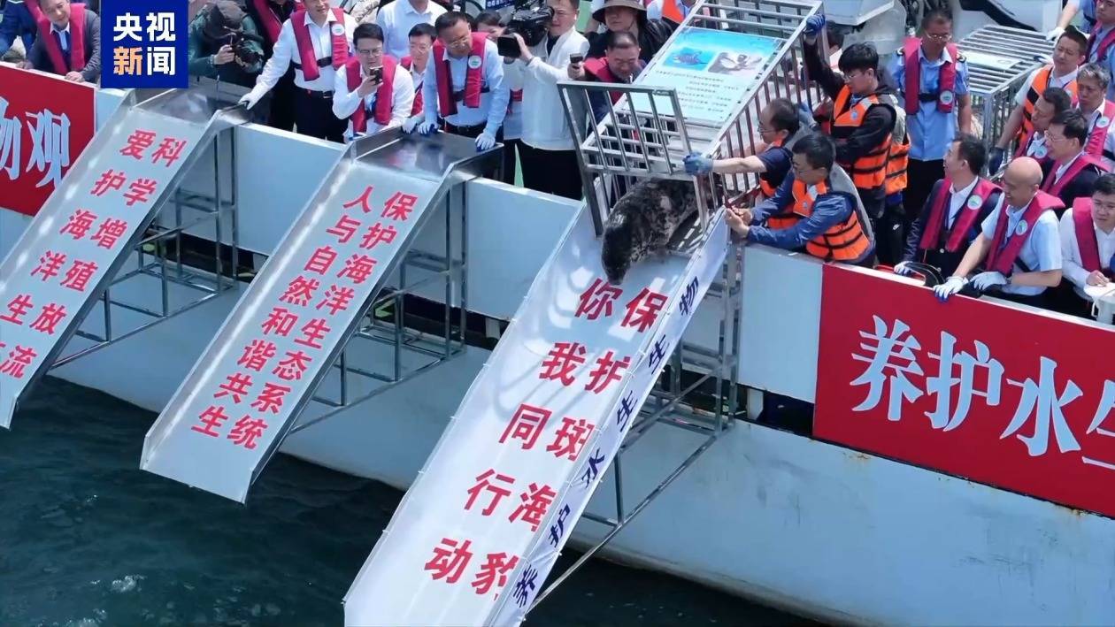 华纳万宝路上下分代理微信15906916821 养得肥墩墩的！9头斑海豹今天放归大海